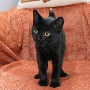Wormtail -  Domestic Short Hair Cat for Adoption in Mckean, Pennsylvania - Wormtail | PetCurious