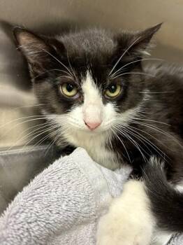 Fancy Sue -  Domestic Medium Hair Cat for Adoption in Wichita, Kansas - Fancy Sue | PetCurious