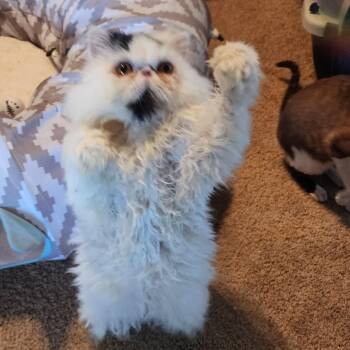 Rescue Persian Cats for Adoption in Valparaiso, Indiana - RAJAH | PetCurious