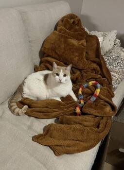 Turkish -  Domestic Short Hair Cat for Adoption in Williamsburg, Iowa - Turkish | PetCurious