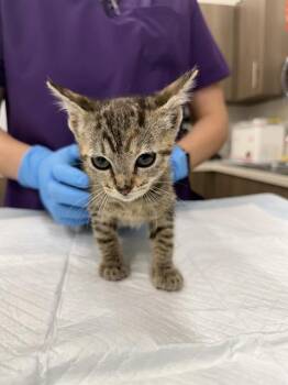 MICHI -  Domestic Short Hair Cat for Adoption in Baytown, Texas - MICHI | PetCurious