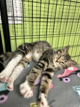 Georgia -  Domestic Short Hair Cat for Adoption in Muskegon, Michigan - Georgia | PetCurious