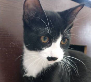 Rescue Domestic Short Hair Cats for Adoption in Richmond Hill, Ontario - Uno (+Radish) | PetCurious