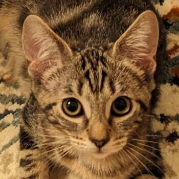 Rescue Domestic Short Hair and Tabby Cats for Adoption in Los Angeles, California - Yellowstone | PetCurious