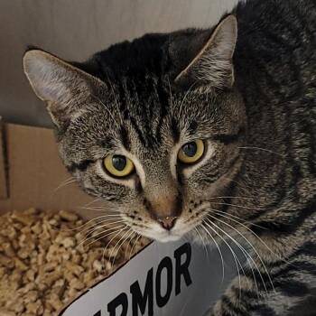 Vik -  Domestic Short Hair Cat for Adoption in La Grange, Kentucky - Vik | PetCurious