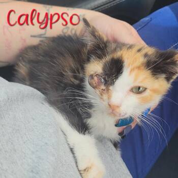 Calypso -  Domestic Short Hair Cat for Adoption in Parkersburg, West Virginia - Calypso | PetCurious