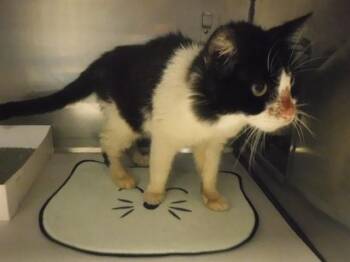 Domestic Medium Hair Cats Available for Adoption in Doral, Florida - MUCHI | PetCurious