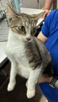 Iris -  Domestic Short Hair Cat for Adoption in Gainesville, Florida - Iris | PetCurious