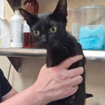 Villa -  Domestic Short Hair Cat for Adoption in Birmingham, Alabama - Villa | PetCurious