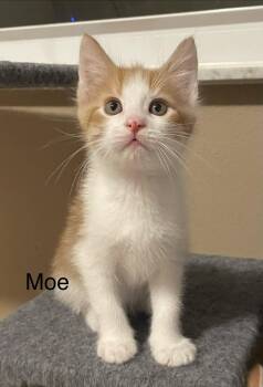 Tabby Cats Available for Adoption - Moe | PetCurious