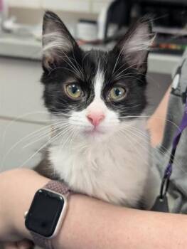 GEMMA -  Domestic Medium Hair Cat for Adoption in Canfield, Ohio - GEMMA | PetCurious