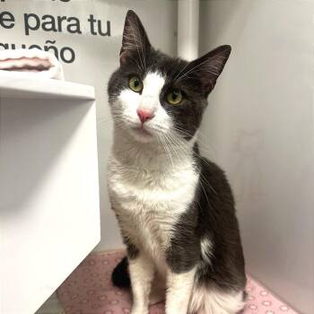 Domestic Short Hair Cats Available for Adoption in Los Angeles, California - Noisewise | PetCurious