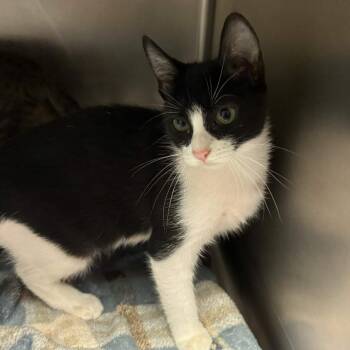 Pinky -  Domestic Short Hair Cat for Adoption in Beaumont, Texas - Pinky | PetCurious