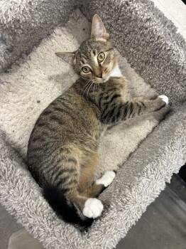 Mang -  Tabby Cat for Adoption in Richmond, Virginia - Mang | PetCurious