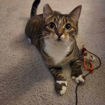 Tabby and Extra Toes Cat Hemingway Polydactyl Cats Available for Adoption - Oksara  | PetCurious