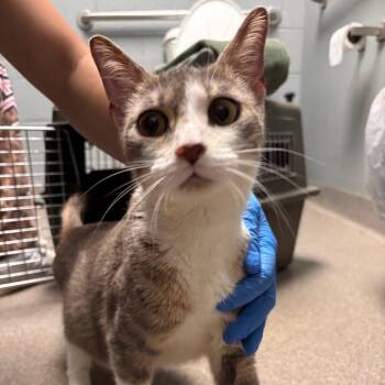 Dolly -  Domestic Short Hair Cat for Adoption in Allentown, Pennsylvania - Dolly | PetCurious