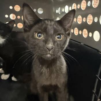 Dusk -  Domestic Short Hair Cat for Adoption in Allentown, Pennsylvania - Dusk | PetCurious