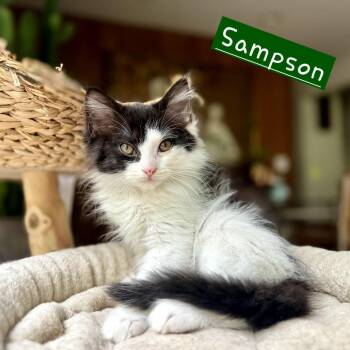 Sampson -  Domestic Long Hair Cat for Adoption in New Albany, Ohio - Sampson | PetCurious