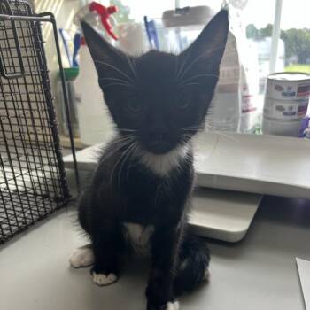 Platinum -  Domestic Short Hair Cat for Adoption in Windsor, Virginia - Platinum | PetCurious