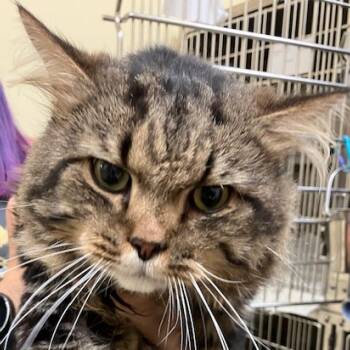 Sammy Manassas -  Maine Coon and Domestic Short Hair Cat for Adoption in Merrifield, Virginia - Sammy Manassas | PetCurious