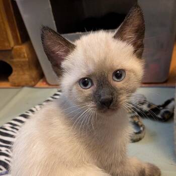 Spike -  Siamese Cat for Adoption in Portland, Oregon - Spike | PetCurious