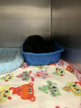 Domestic Short Hair Cats Available for Adoption in Belleville, Illinois - BLACKY | PetCurious