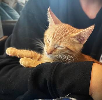 Tabby Cats Available for Adoption in Fort Myers, Florida - Roey | PetCurious