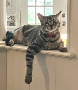 Rescue Domestic Short Hair Cats for Adoption in Dallas, Texas - Marble (New Digs) | PetCurious