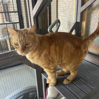 Murphy -  Domestic Short Hair Cat for Adoption in Prescott, Arizona - Murphy | PetCurious