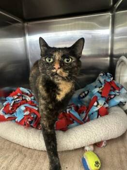 Brandi -  Domestic Short Hair Cat for Adoption in Manitowoc, Wisconsin - Brandi | PetCurious