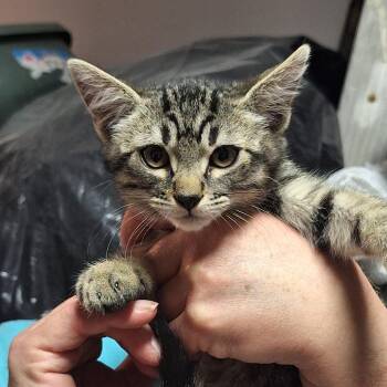 Mando -  American Shorthair Cat for Adoption in Grantsville, Utah - Mando | PetCurious