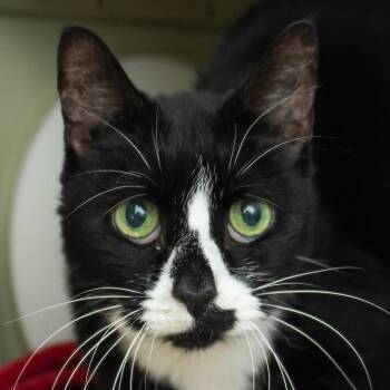 Slim Shady -  Domestic Short Hair Cat for Adoption in Middletown, Rhode Island - Slim Shady | PetCurious
