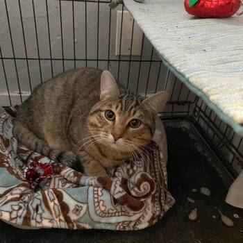 Rescue Domestic Short Hair Cats for Adoption in North Myrtle Beach, South Carolina - Love Bug | PetCurious