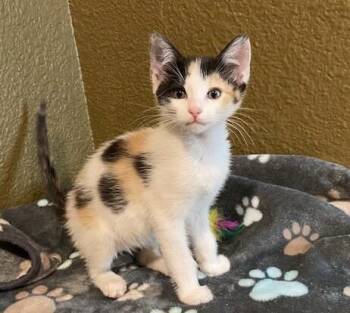 America - USA Duo -  Calico Cat for Adoption in Anthem, Arizona - America - USA Duo | PetCurious