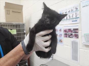 MELODY -  Domestic Short Hair Cat Available for Adoption in Santa Fe, New Mexico - MELODY | PetCurious