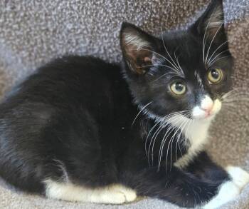 Armani -  Domestic Long Hair Cat for Adoption in San Jose, California - Armani | PetCurious