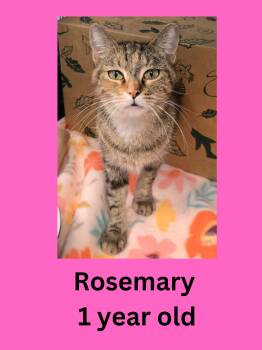 Rosemary -  Domestic Short Hair Cat for Adoption in Ravenna, Ohio - Rosemary | PetCurious