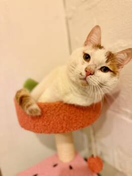 Sergeant Bosco -  Domestic Short Hair Cat for Adoption in Syracuse, New York - Sergeant Bosco | PetCurious