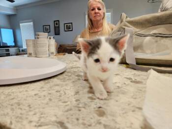 Cuddles -  Domestic Short Hair Cat for Adoption in San Jacinto, California - Cuddles | PetCurious