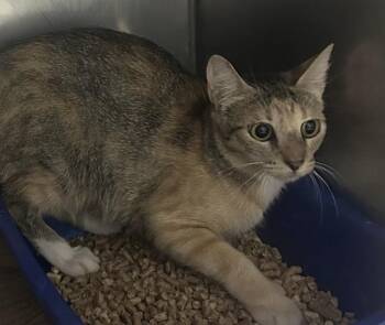 SASSY PANTS -  Domestic Short Hair Cat for Adoption in Killeen, Texas - SASSY PANTS | PetCurious