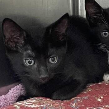 Domestic Short Hair Cats Available for Adoption in Port Charlotte, Florida - Tahoma | PetCurious