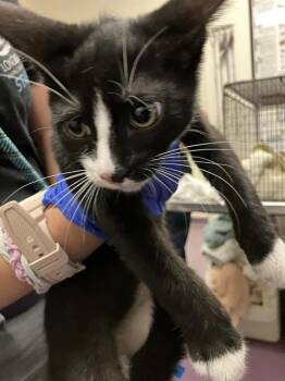 JOOP -  Domestic Short Hair Cat for Adoption in Long Beach, California - JOOP | PetCurious
