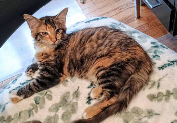 Rescue Calico Cats for Adoption in Livonia, Michigan - C302 Litter Princess Ariel | PetCurious