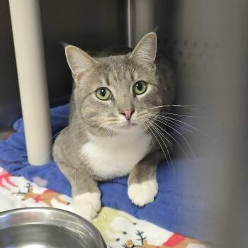 Chad -  Domestic Short Hair Cat for Adoption in Orange, Virginia - Chad | PetCurious