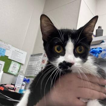 Sunny -  Domestic Short Hair Cat for Adoption in Columbiana, Alabama - Sunny | PetCurious
