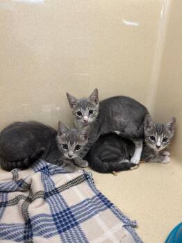 Turkey -  Domestic Short Hair Cat for Adoption in Gautier, Mississippi - Turkey | PetCurious