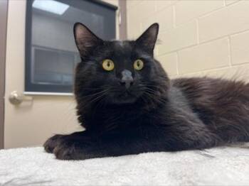 Mr. Fluffers -  Domestic Medium Hair and Domestic Short Hair Cat for Adoption in Westland, Michigan - Mr. Fluffers | PetCurious
