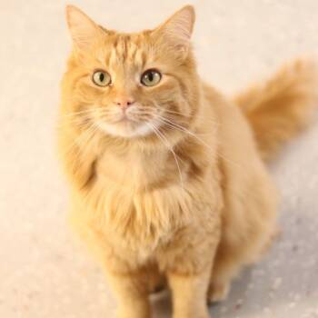 Rescue Domestic Long Hair and Tabby Cats for Adoption in Lansing, Michigan - Spooner (ourdoor/barn Cat) | PetCurious