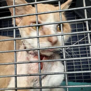 Domestic Short Hair Cats Available for Adoption in Middletown, Ohio - Georg | PetCurious