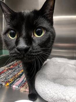 Wolfie -  Domestic Short Hair Cat for Adoption in Manhattan, Illinois - Wolfie | PetCurious
